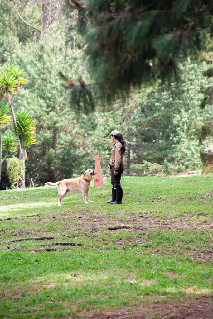 El Bosque Canino – Escuela Canina y Guardería en Bogotá