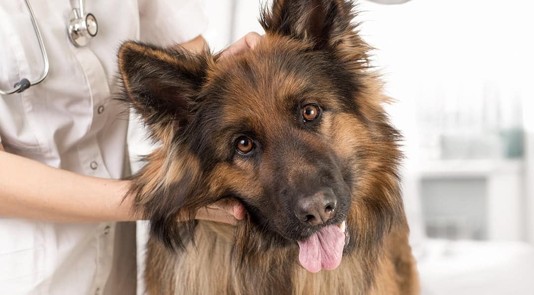 Seguro para Mascotas MAPFRE Colombia